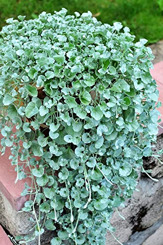 Carpet Vine - Dichondra Repens