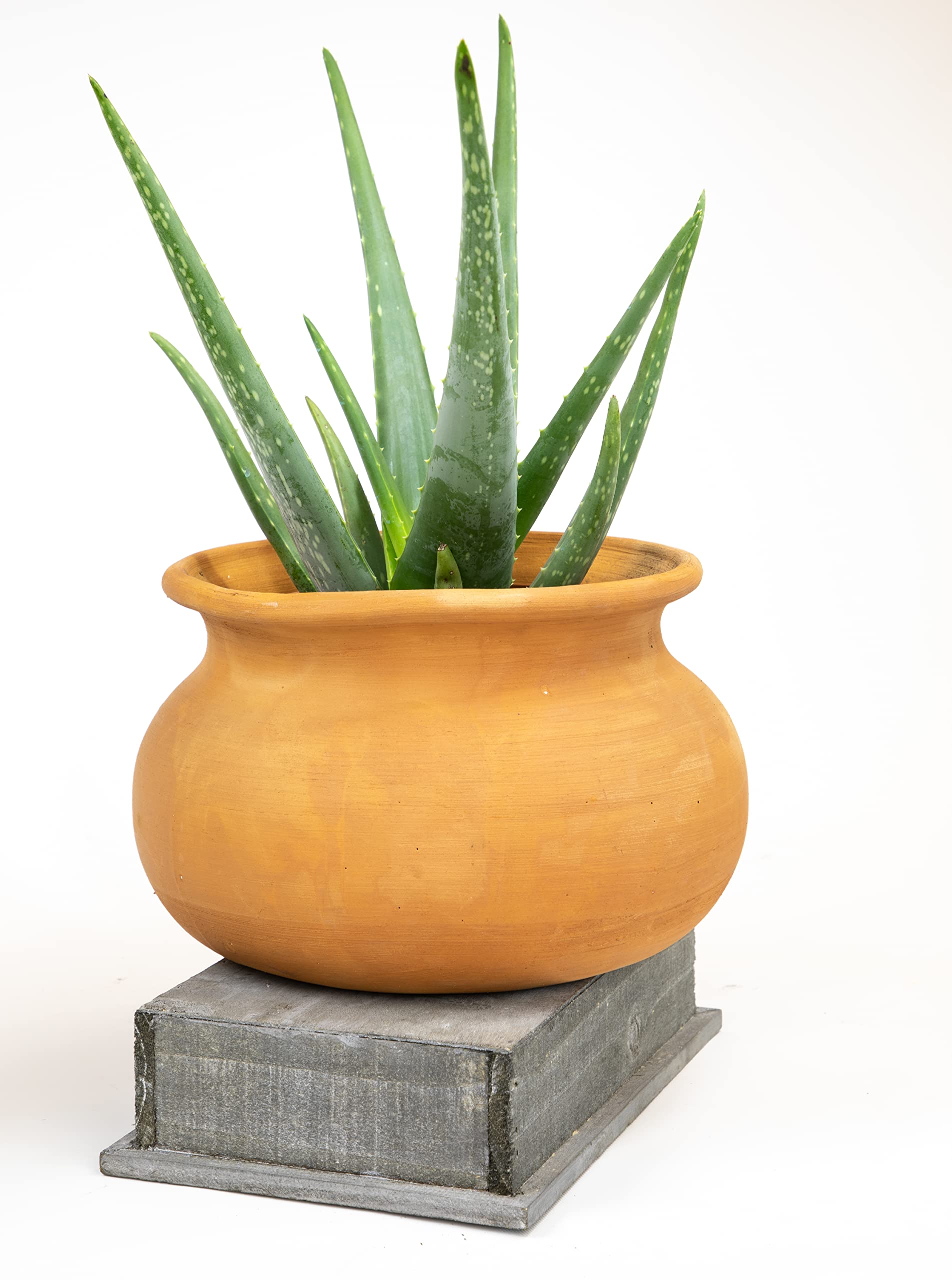 Live Aloe Vera Plant (6 inch) - Indoor Succulent Houseplant for Home, Office & Gifts | Air Purifying, Low Maintenance, Pet-Friendly by Plants for Pets