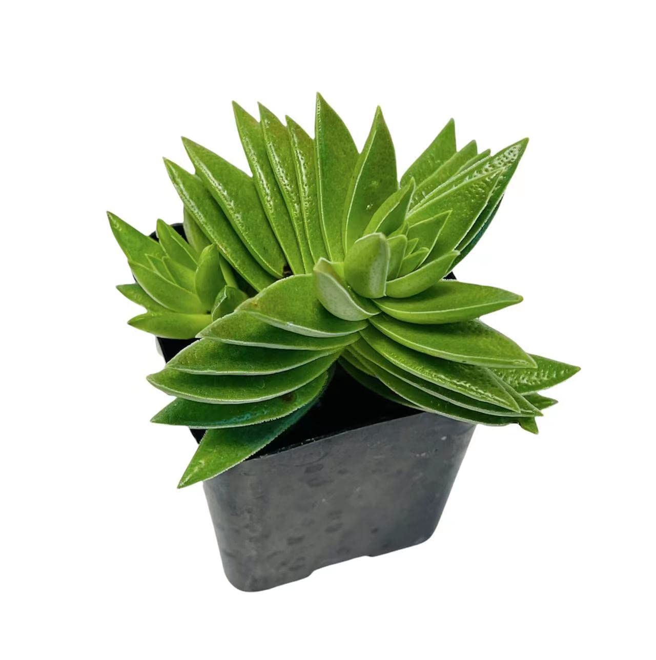 Live Succulent Cactus Plants - Crassula Corymbulosa in 2 Inch Pot | Indoor House Plants for Home & Office Decor | Low Maintenance Air Purifying Plants for Desks, Windowsills & Gifts