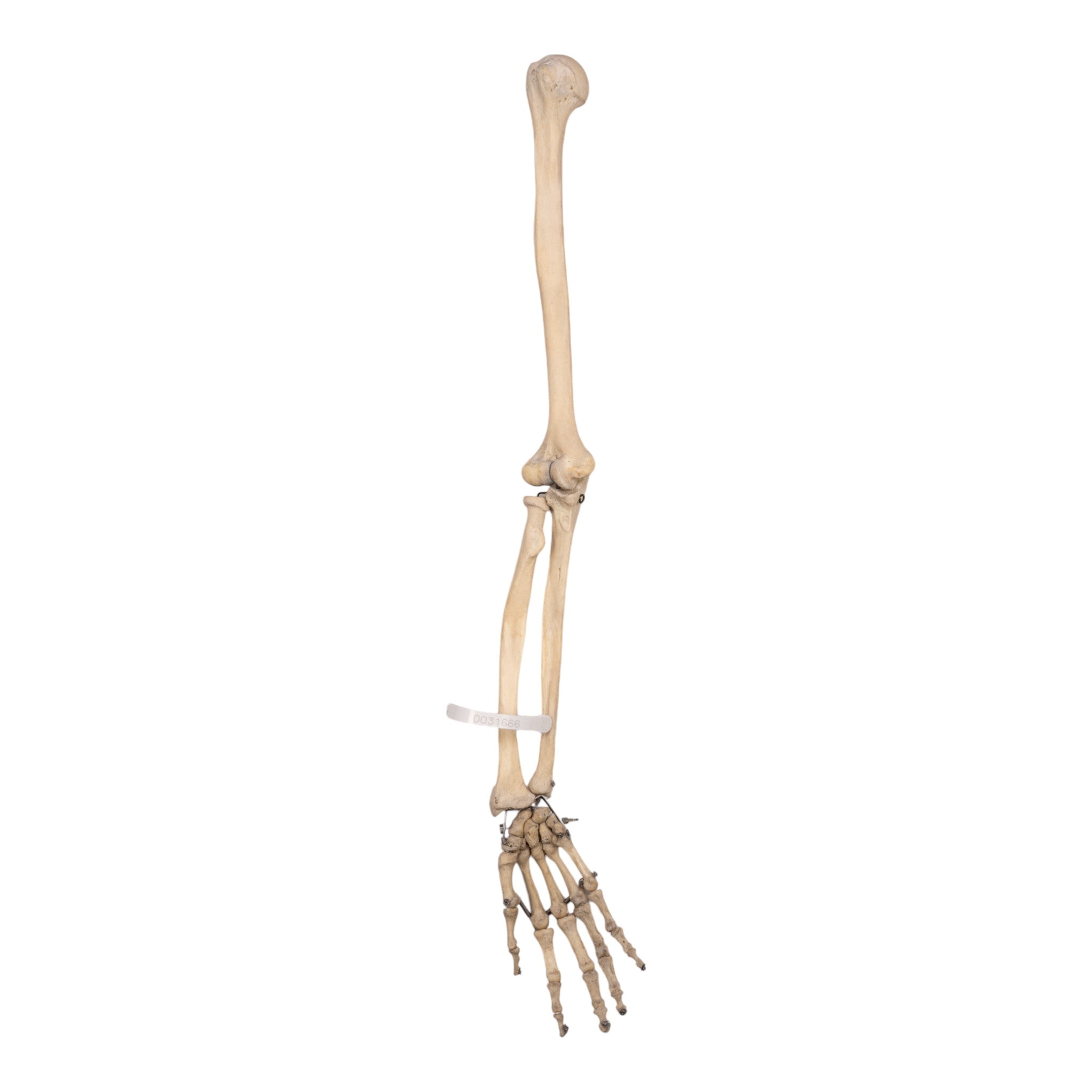 Realistic Human Right Arm Model - Articulated Skeleton for Medical Study, Anatomy Education & Halloween Decor