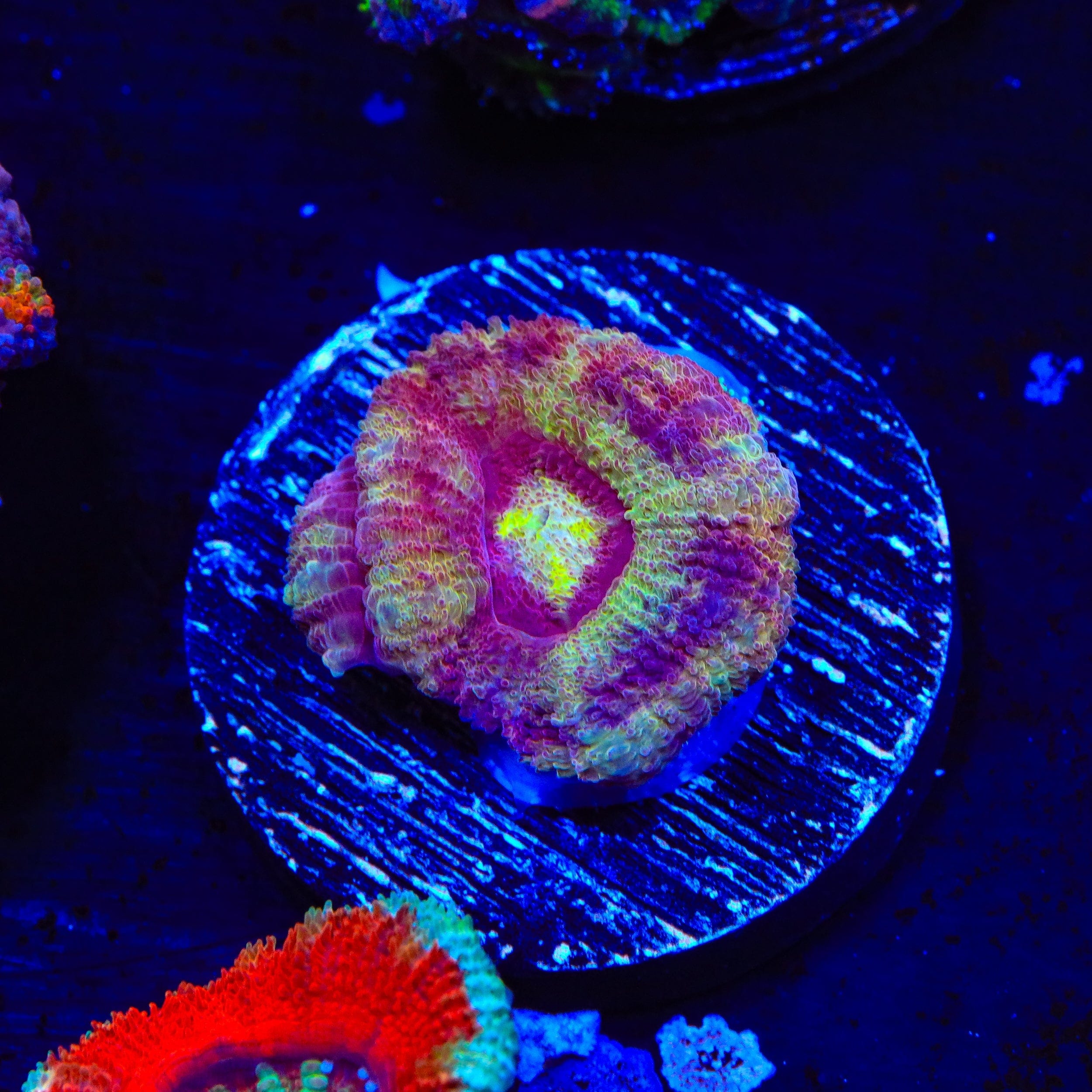 Premium Deep Water Acan Coral for Saltwater Aquariums - Vibrant Live Coral for Reef Tanks & Marine Aquascaping