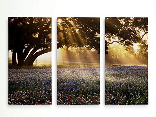 Morning Meadow Sunrise