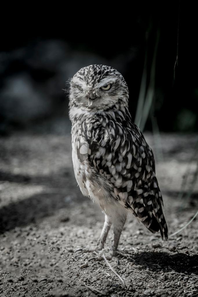 Owl Photography Wall Art Print by Chris Lord - 16x24 Inches, Nature Wildlife Decor for Living Room, Bedroom & Office