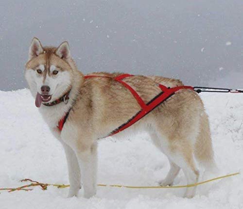 Neewa Sled Pro Harness (Small, Red) - Durable X-Back Dog Pulling Harness for Huskies & Active Dogs | Perfect for Dog Sledding, Canicross, Bikejoring, Skijoring & Outdoor Adventures | Comfortable Mushing Harness for Training & Exercise