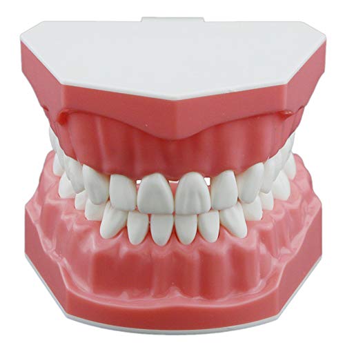 1:1 Dental Typodont Model - Standard Teeth Brushing Practice Demo for Dental Students & Professionals (M7010) - Perfect for Dental Education, Training & Patient Demonstration