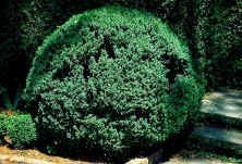 10 Pack American Boxwood Shrubs - Live Evergreen Plants in 1 Gallon Pots by DAS Farms (Excluding CA) - Perfect for Hedges, Landscaping & Garden Borders