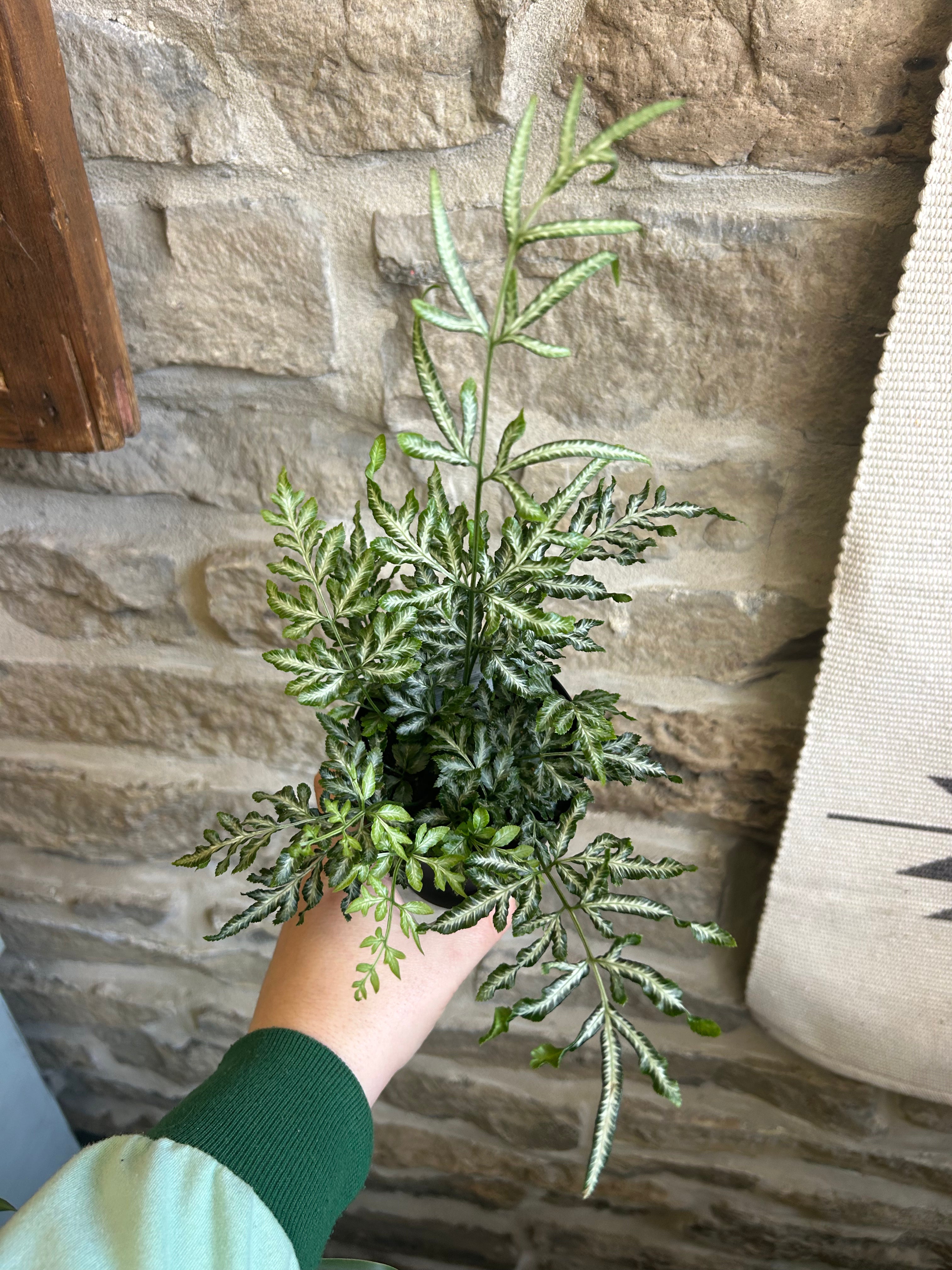 Silver Lace Fern - Live Indoor House Plant for Home Decor, Office & Gift - Easy Care Air Purifying Plant for Bedroom, Living Room & Bathroom