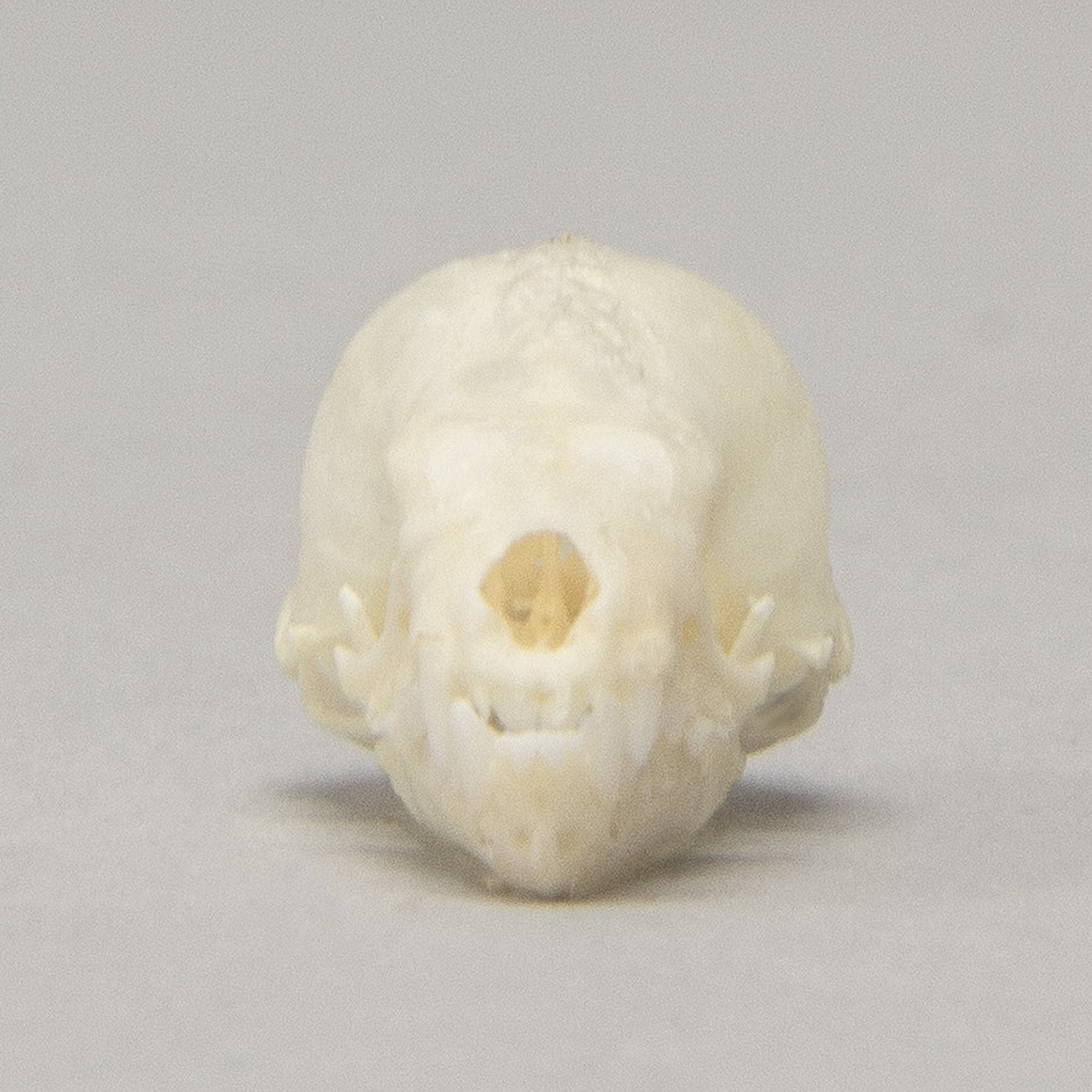 Authentic Seba's Short-Tailed Bat Skull Specimen - Perfect for Science Education, Halloween Decor & Gothic Collectibles
