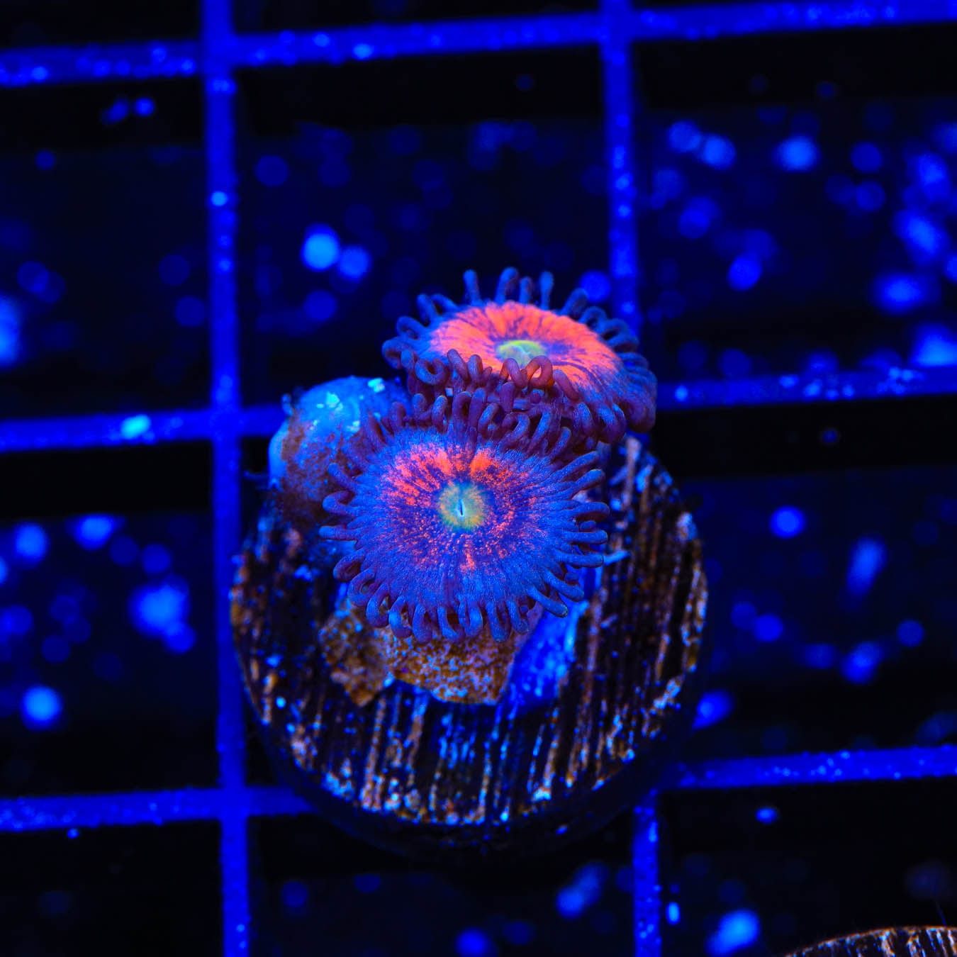 Everlasting Gobstopper Zoanthids Coral - Vibrant Saltwater Aquarium Coral for Reef Tanks & Marine Displays | Perfect for Coral Fragging and Aquascaping
