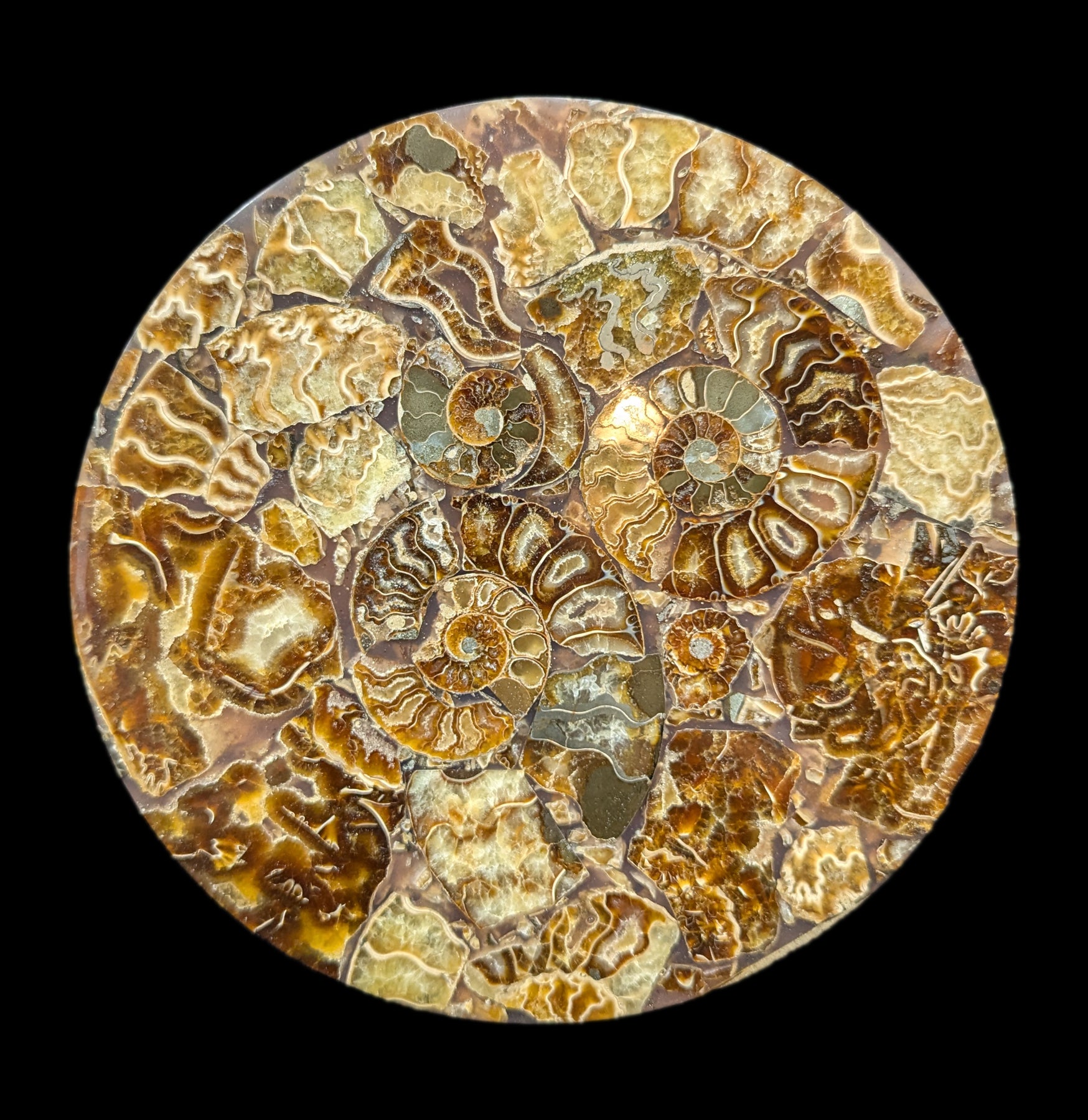 10 Pack Ammonite Fossil Coasters - Natural Stone Drink Coasters for Home & Office Decor - Perfect for Coffee Tables, Bars, and Gifts