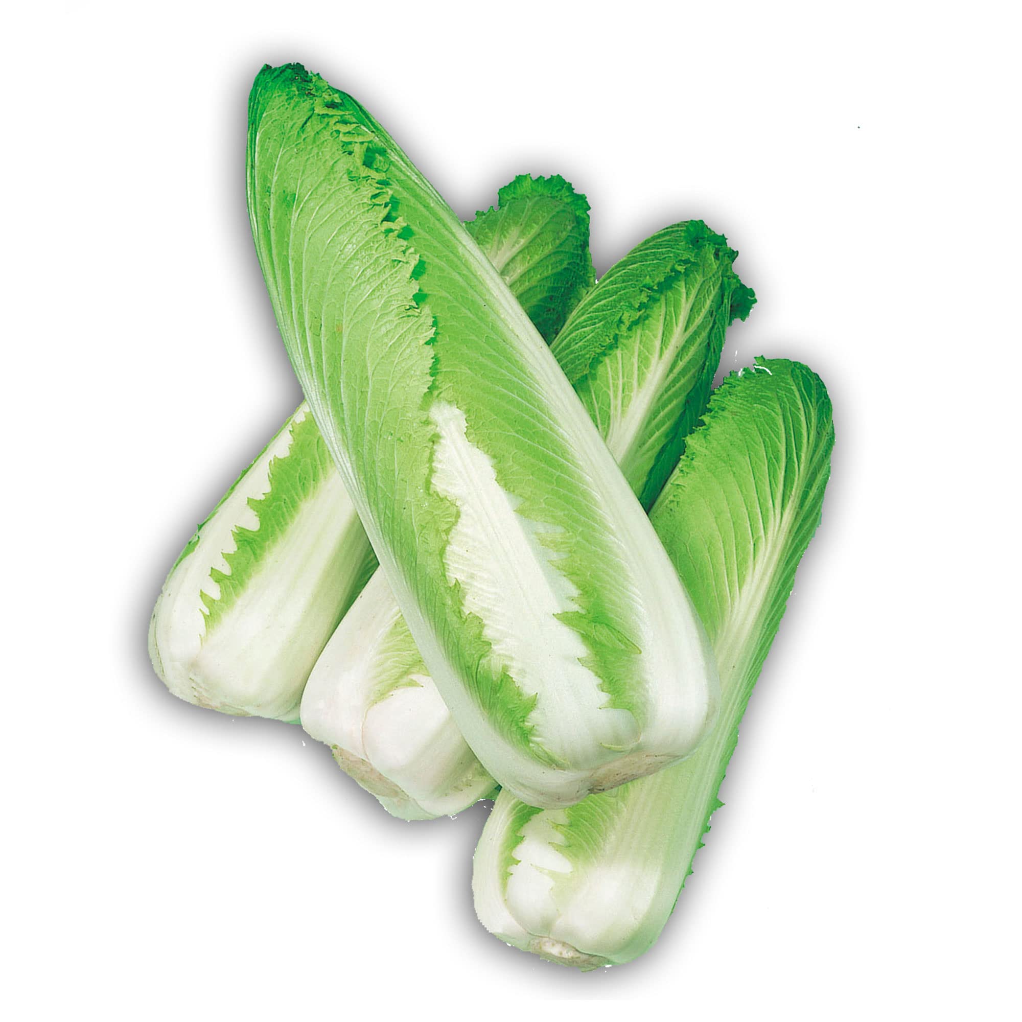 Premium Green Rocket Chinese Cabbage Seeds - Non-GMO F1 Hybrid - 1 Lb (~84,800 Seeds) - Fast Growing Asian Vegetable for Home Garden, Stir Fry & Fresh Salads