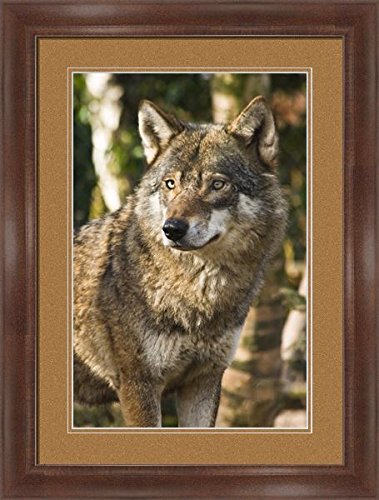 Wolf In The Wild Framed Animal Wall Art - Premium Wildlife Photography Print for Home & Office Decor