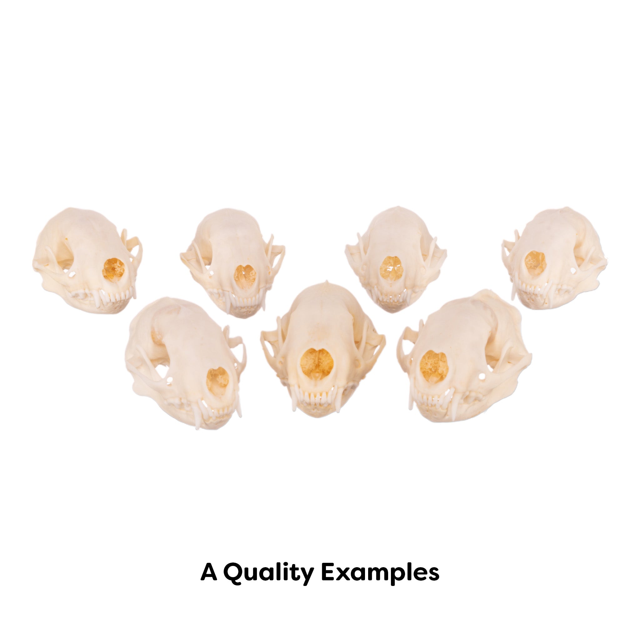 Authentic Real Raccoon Skull Specimen - Taxidermy Oddity for Home Decor, Gothic Display, and Educational Science Collection