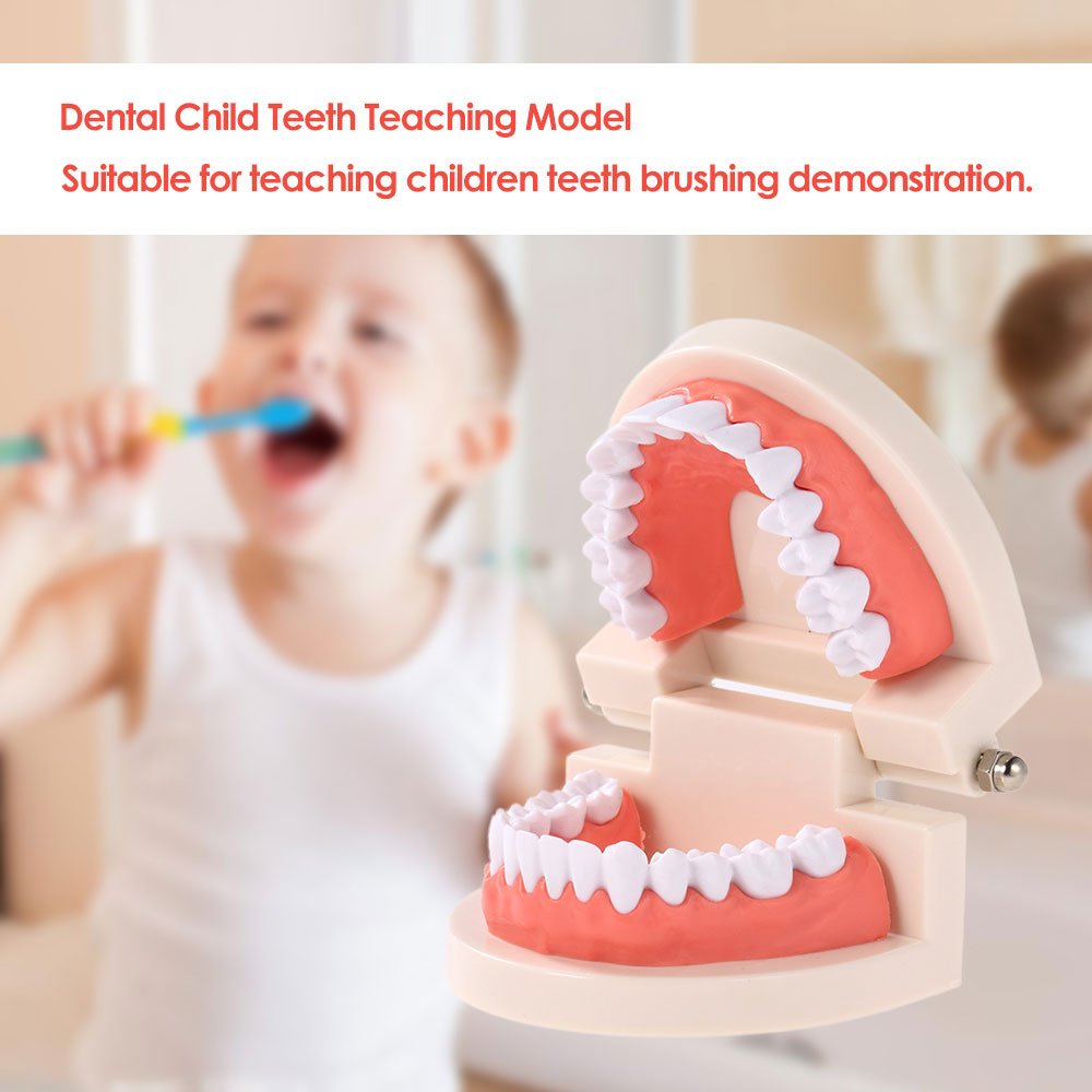 Adult Dental Teeth Teaching Model - Standard Dentures with Gums for Brushing Demonstration | Perfect for Kindergarten, Dental Schools & Oral Hygiene Education