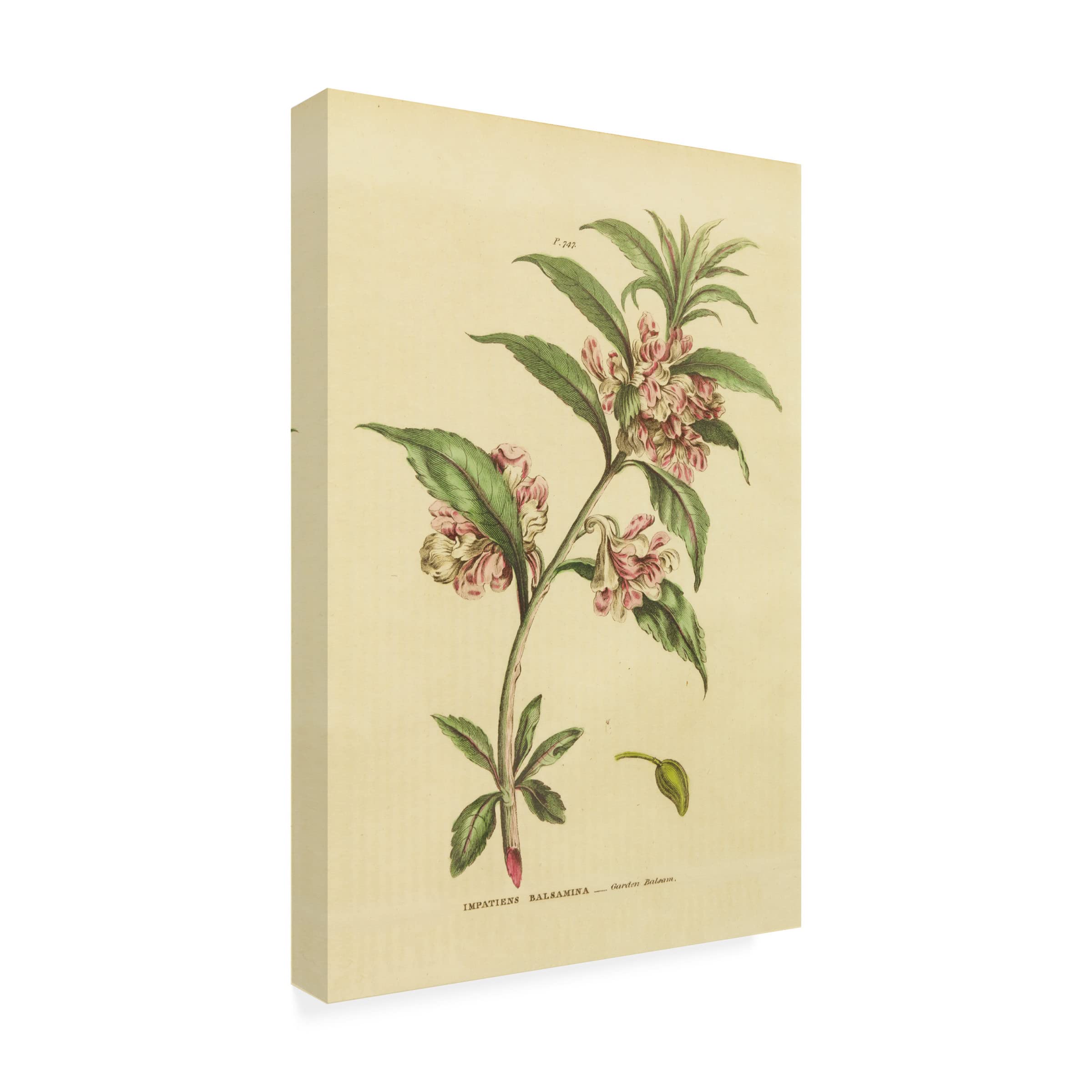 Trademark Fine Art 'Herbal Botanical XXVI' Canvas Wall Art Print by Wild Apple Portfolio - Perfect for Living Room, Bedroom & Office Decor