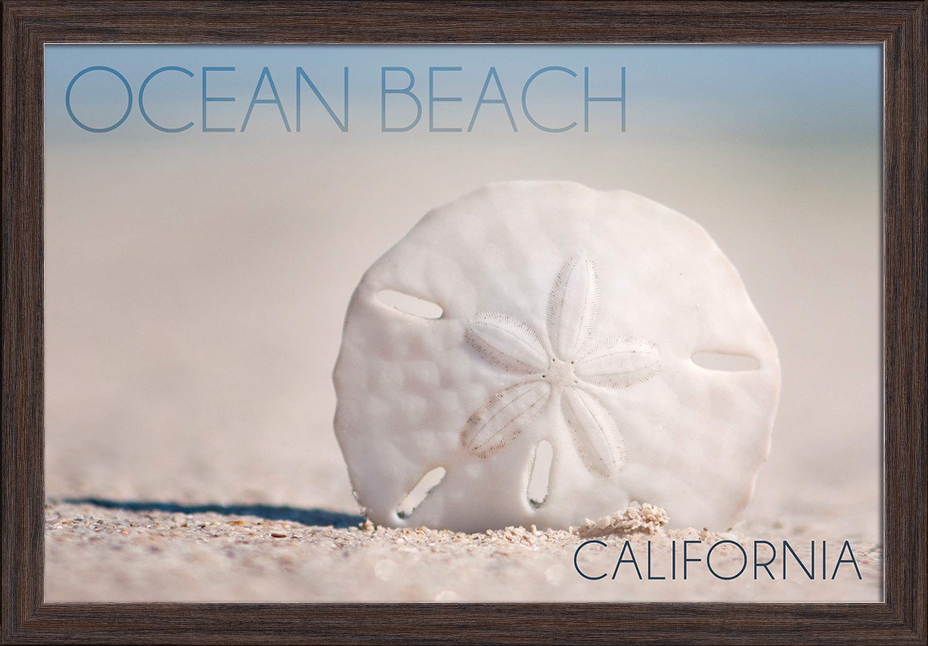 Ocean Beach California Sand Dollar Art Print - 16x24 Giclee Fine Art on Recycled Wood Frame in Espresso Brown - Perfect for Coastal Home Decor & Beach House Wall Art