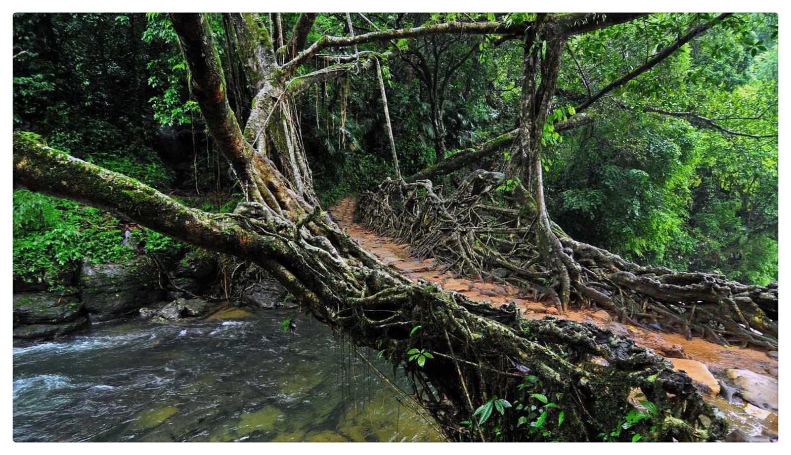 1000 Piece Jigsaw Puzzle for Adults - Forest Branch Road Landscape Wooden Puzzle, Challenging Brain Teaser & Home Decor Wall Art | Perfect for Family Game Night, Stress Relief & Living Room Decoration
