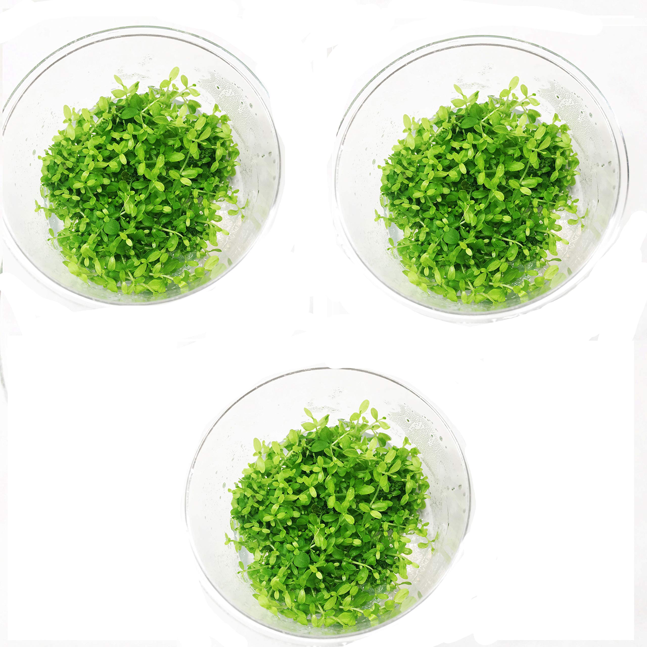 Premium Micranthemum Monte Carlo Carpet Live Aquarium Plants - Tissue Culture for Freshwater Fish Tanks (3 Cups) | Perfect for Aquascaping, Nano Tanks & Shrimp Habitats