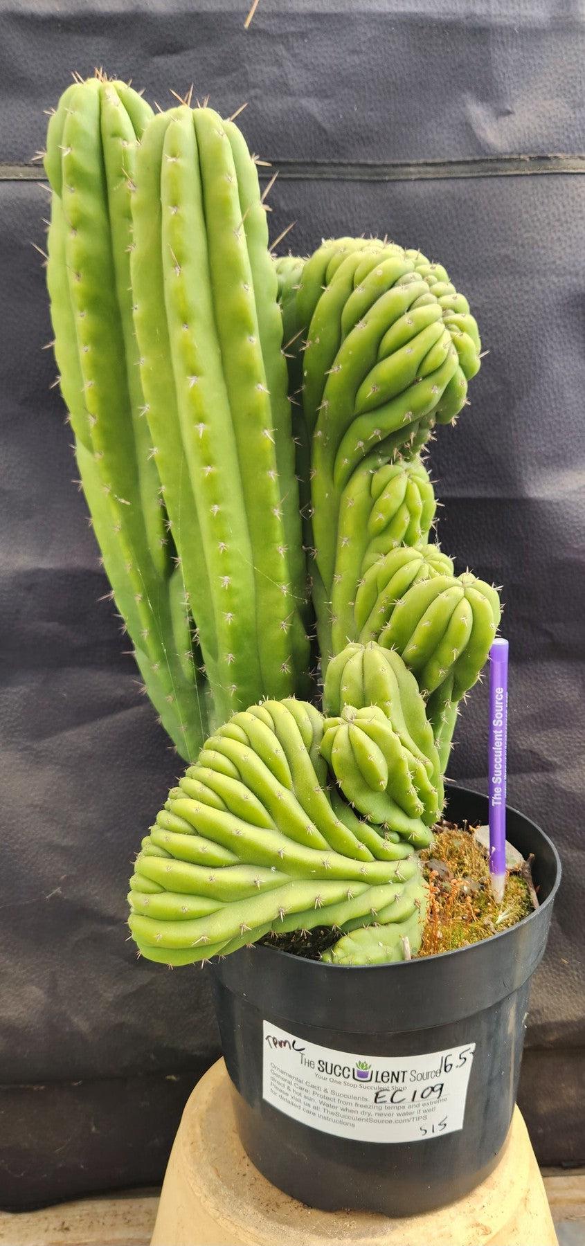 Exact Trichocereus Pachanoi Crested Cactus - Rare Succulent Plant for Home Decor, Garden & Spiritual Ceremonies