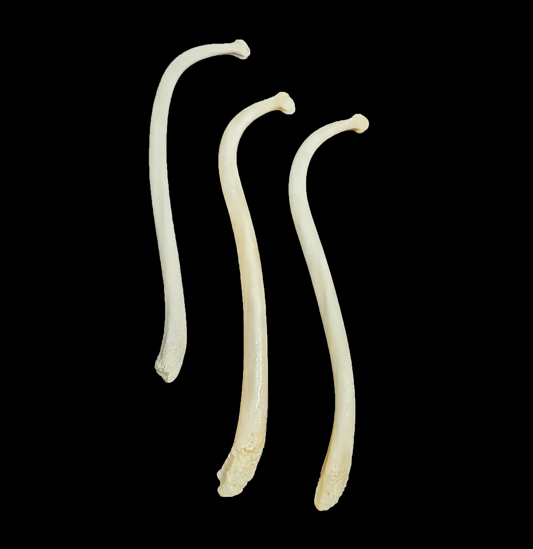 Raccoon Baculum Penis Bone - Genuine Animal Oddity for Collectors & Science Education - Perfect for Taxidermy, Curio Cabinets & Unique Gifts