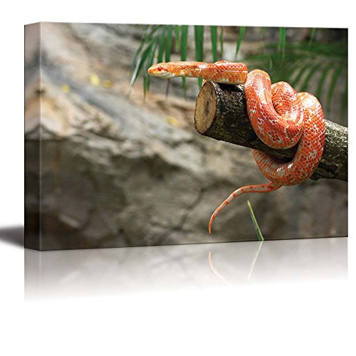 Corn Snake