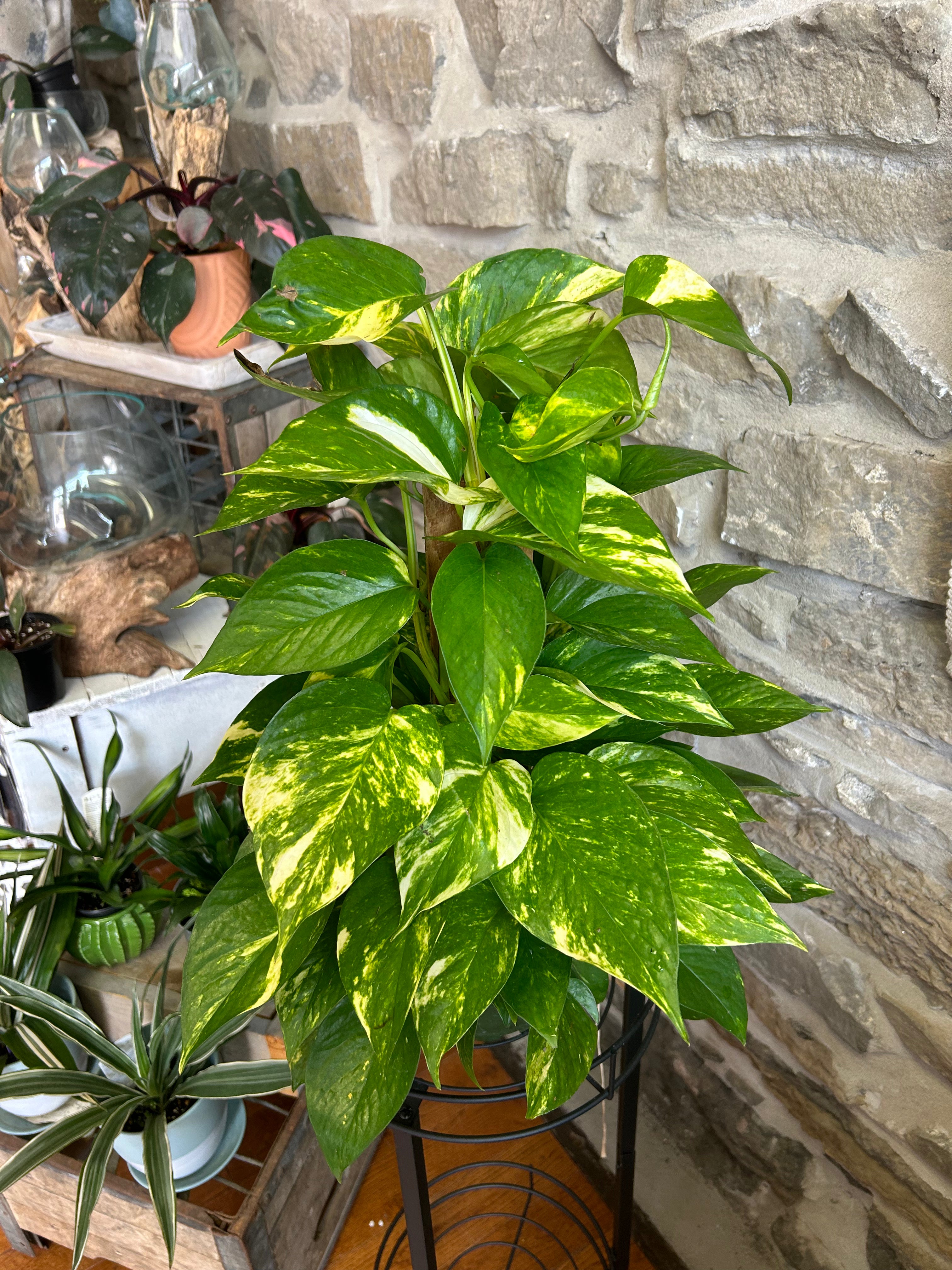 Totem Pothos Plant - Live Indoor Hanging Vine with Heart-Shaped Leaves | Perfect for Home Decor, Office Plants & Air Purification