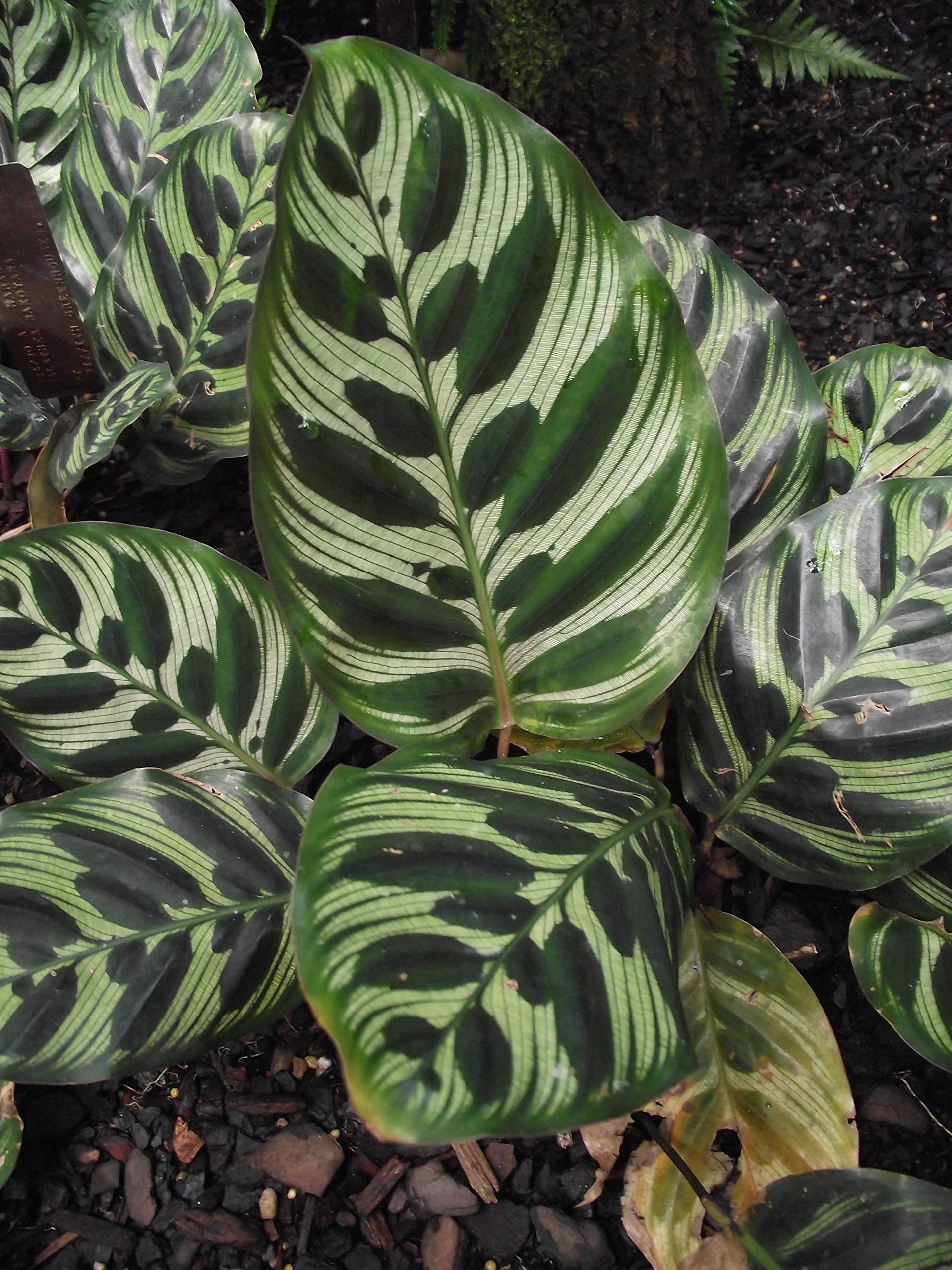 Calathea Makoyana (Peacock Plant) - 10 Live Indoor Plants in 4 Inch Pots - Easy to Grow Air Purifying Houseplant for Home, Office & Bedroom Decor