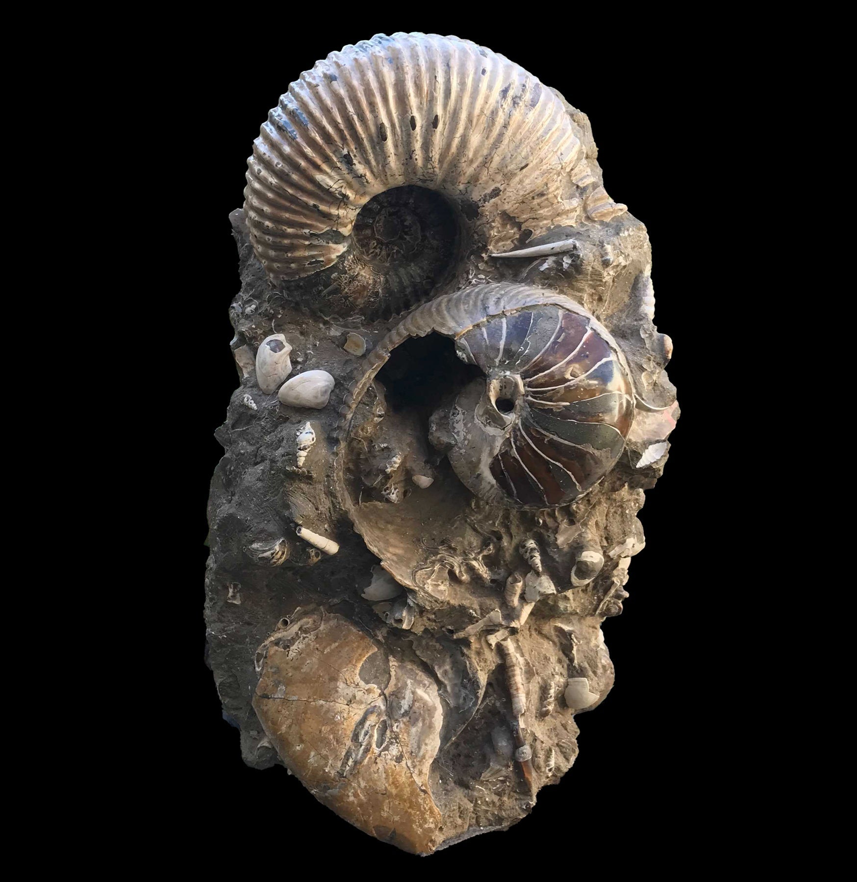 Extra Large Ammonite Mortality Plate - Genuine Fossil Specimen for Home Decor, Office Display & Educational Use | Perfect for Paleontology Enthusiasts & Interior Design