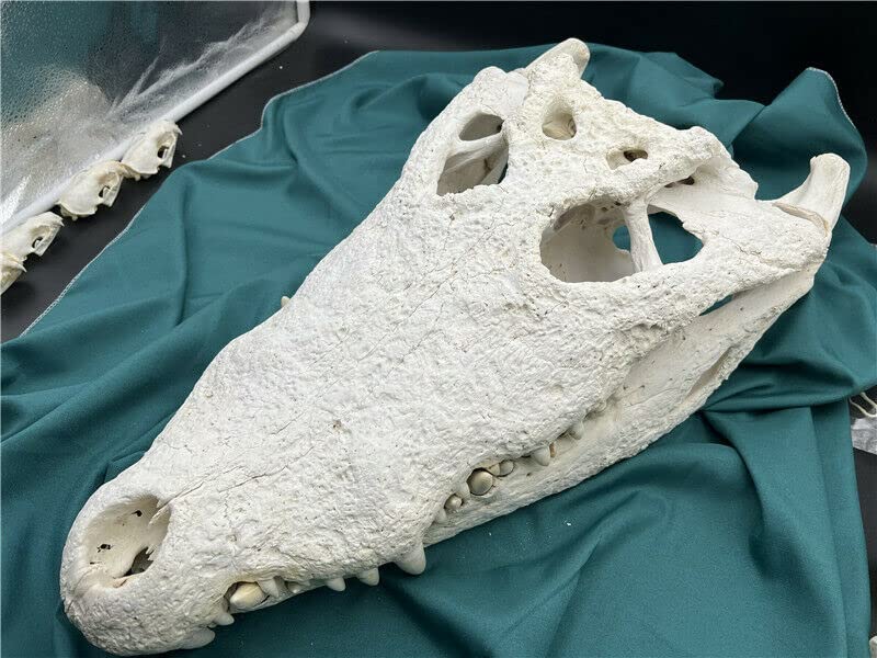 Real Alligator Skull Taxidermy Specimen - 18-20 Inch Authentic Animal Skull for Science Education, Unique Gift & Home Office Decor - Perfect for Halloween Displays, Biology Classrooms, and Gothic Interior Design