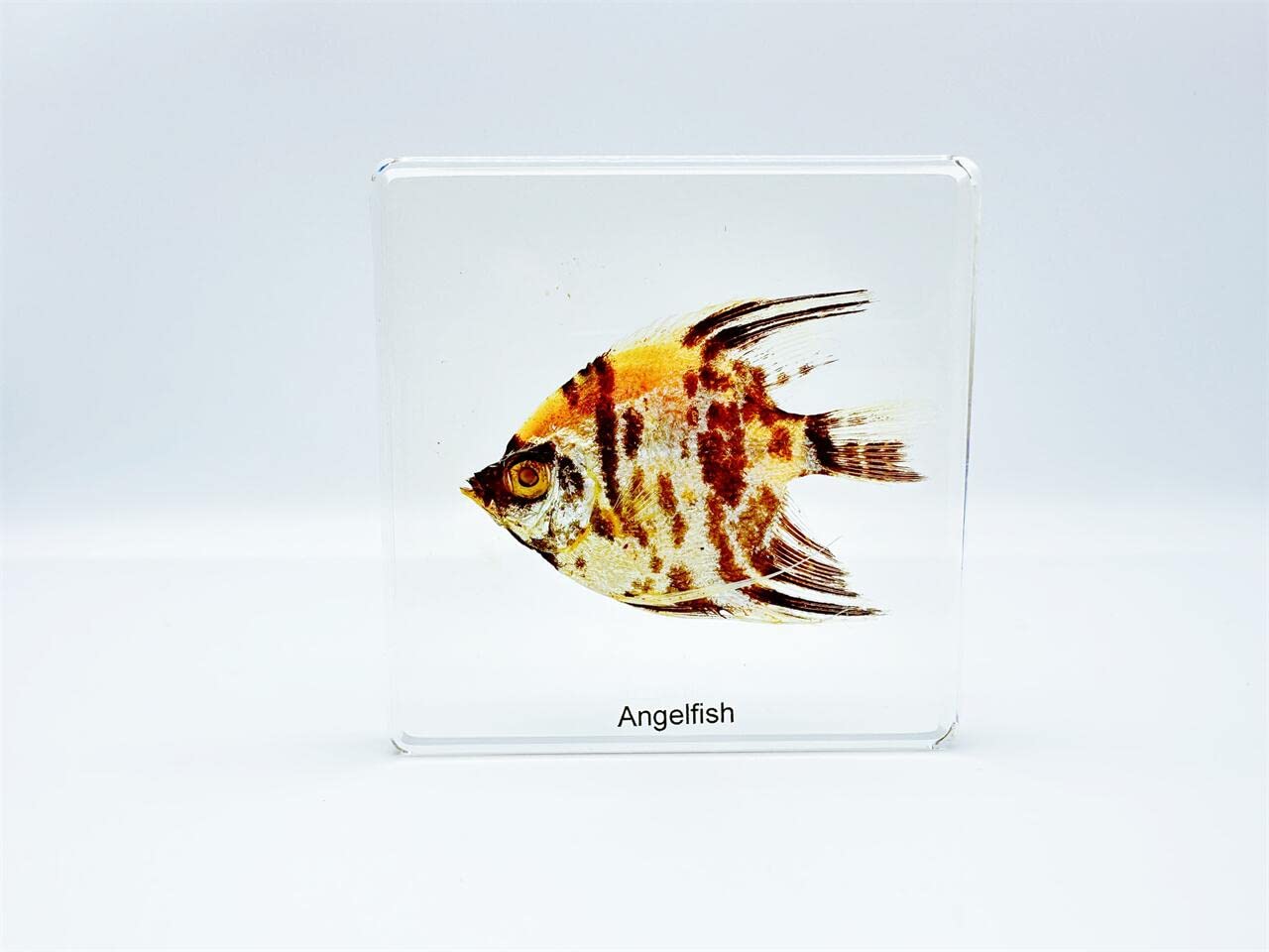 High Definition Amber Resin Specimens (Starfish, Scorpion, Cockroach, Butterfly, Fish, Dragonfly, Angelfish) - Perfect for Kids' Science Education, Nature Collection & Home Decor | Great for School Projects, Science Fairs & Unique Gift Ideas