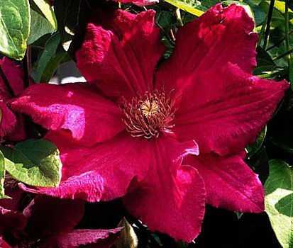 Ernest Markham Clematis Vine - Live Plant with Magenta-Red Flowers in 2.5