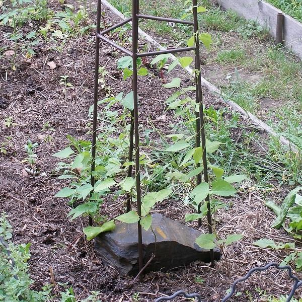 Organic Mushroom Trellis Kit for Home Gardening - Grow Oyster & Shiitake Mushrooms Easily | Perfect for Indoor/Outdoor Mushroom Cultivation, Backyard Farming & Sustainable Living