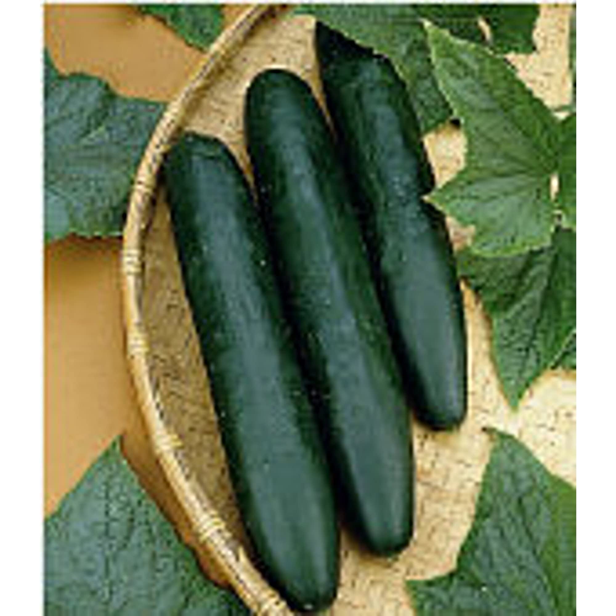 Sweet Success Cucumber Seeds (20+ Seeds) - Non-GMO Heirloom Variety for Home Garden, Greenhouse & Container Planting | Fresh Salad, Pickling & Healthy Snacking