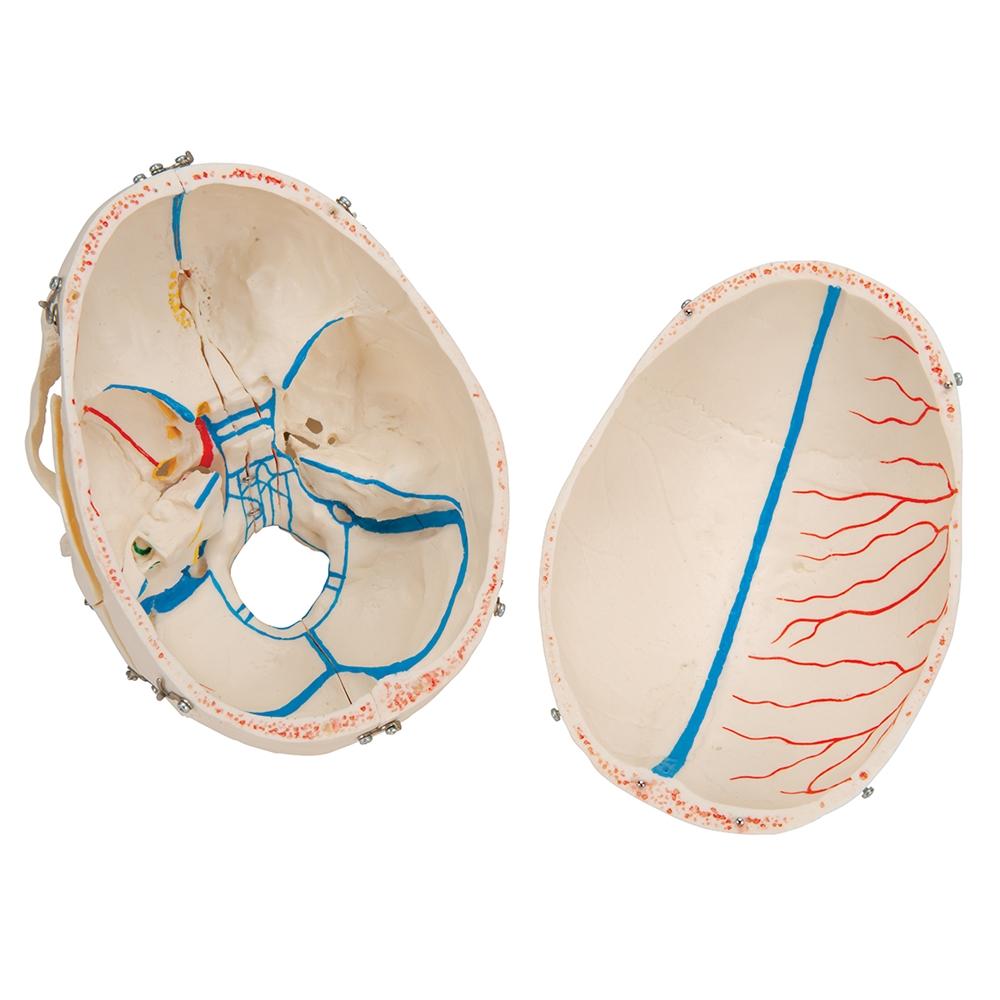 Premium 10-Part Dental Skull Model for Human Anatomy Demonstration - Ideal for Dental Students, Professionals & Medical Education