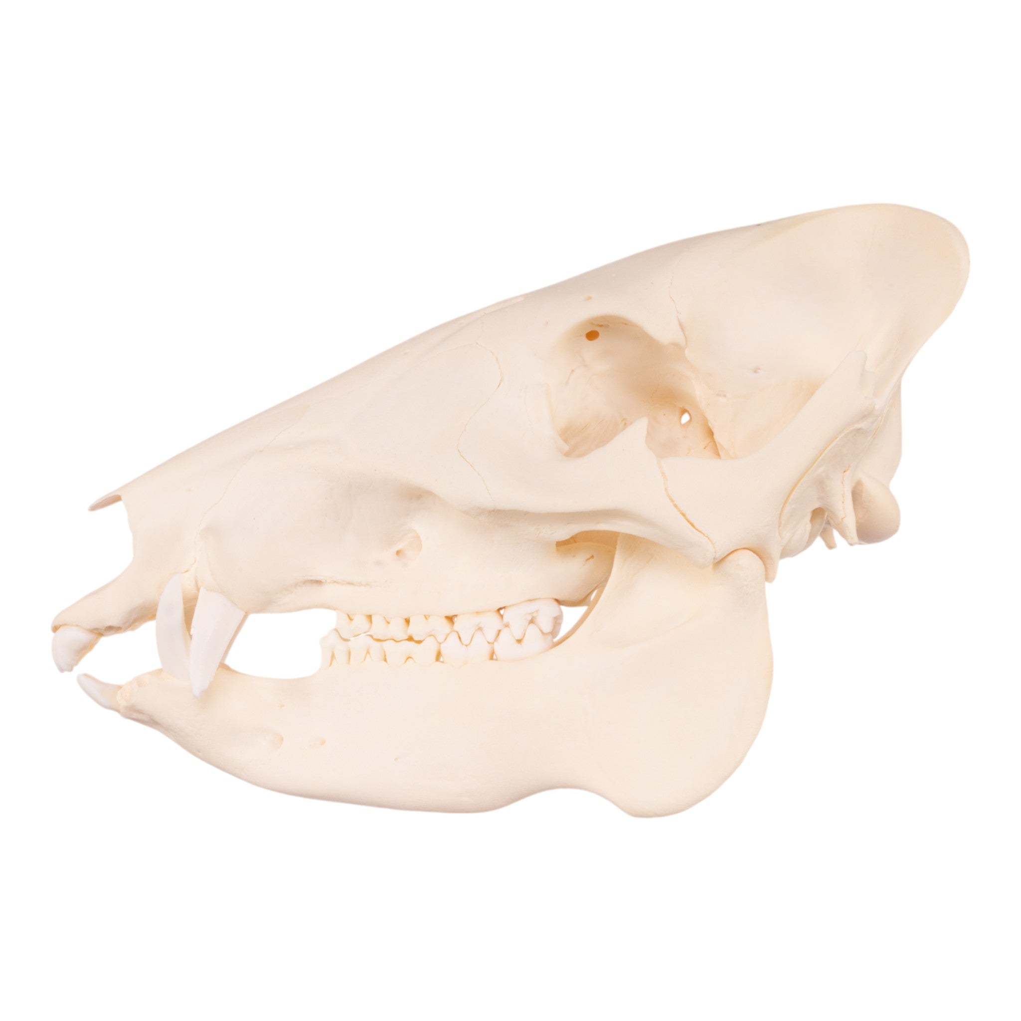 Authentic Peccary Skull - Genuine Adolescent Specimen for Home Decor, Taxidermy, and Educational Displays | Perfect for Gothic Decor, Biology Studies, and Unique Gift Ideas