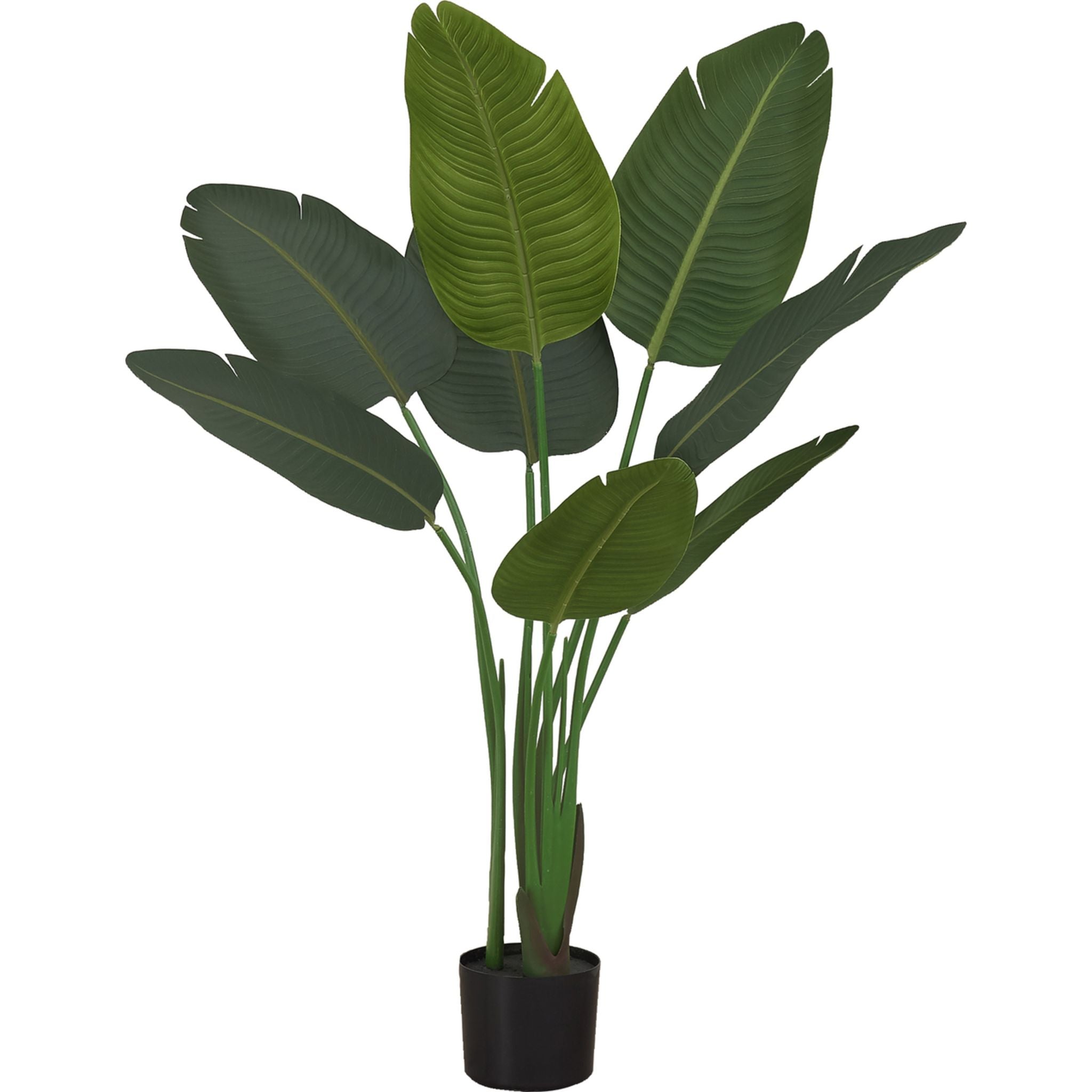 Stunning Bird of Paradise Plant - Tropical Indoor/Outdoor Decor - Perfect for Home, Office & Garden Landscaping