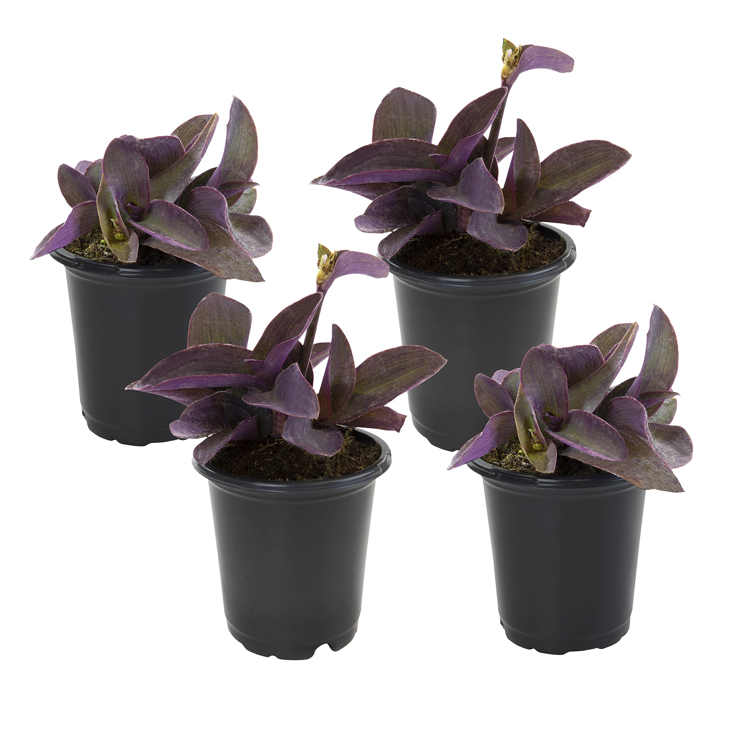 Live Indoor Plants - 4 Pack Tradescantia Purple Heart Houseplants, Trailing Spiderwort Plants for Home or Outdoor Decor | Easy Care Perennials for Pets & Home Gardens