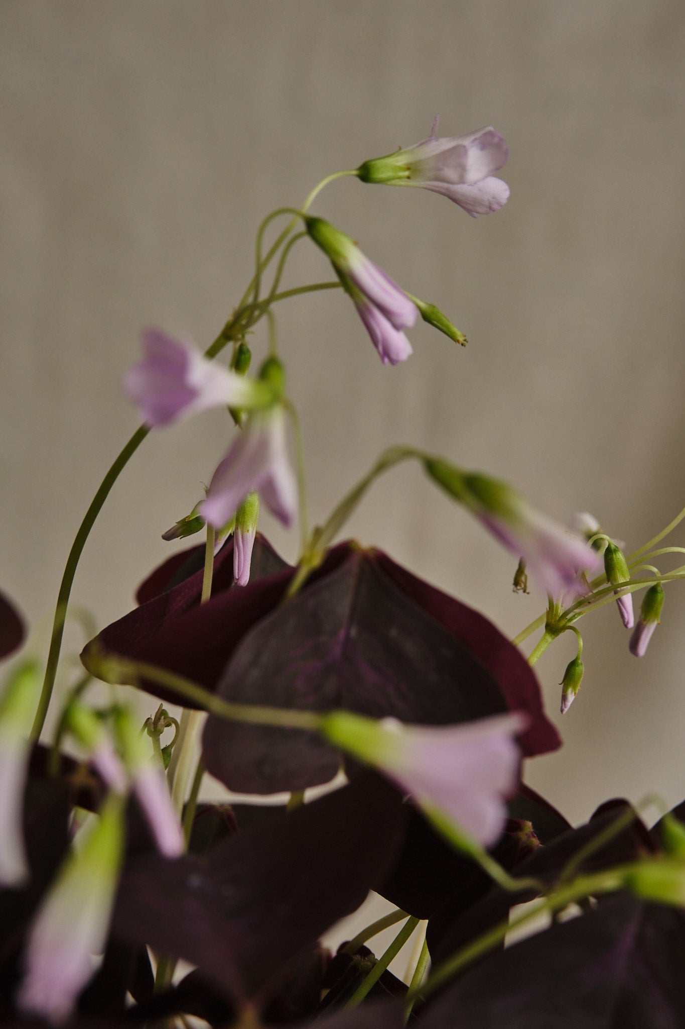 Oxalis Triangularis (Purple Shamrock) - Live Plant for Home & Garden Decor, Indoor Houseplant, Perfect for Windowsills, Terrariums, and Gift Giving