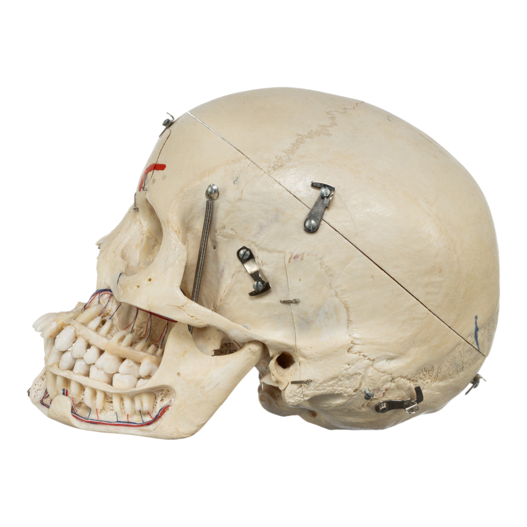 Authentic Real Human Skull for Medical Study - Perfect for Anatomy Education, Forensic Research & Halloween Decor