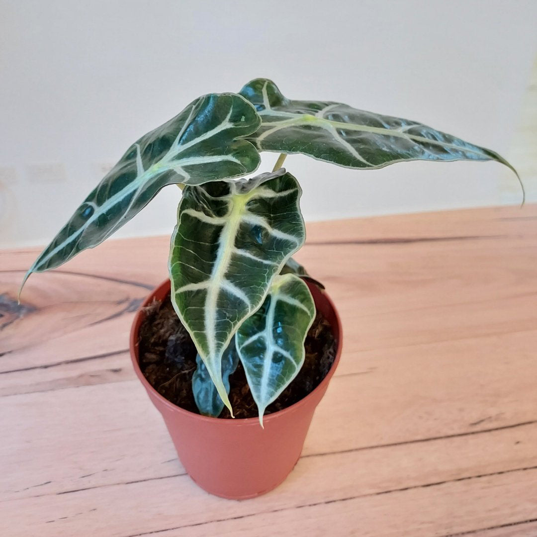 Alocasia x Amazonica - Exotic Elephant Ear Plant for Indoor & Outdoor Gardens | Perfect for Home Decor, Office Spaces, and Tropical Landscaping