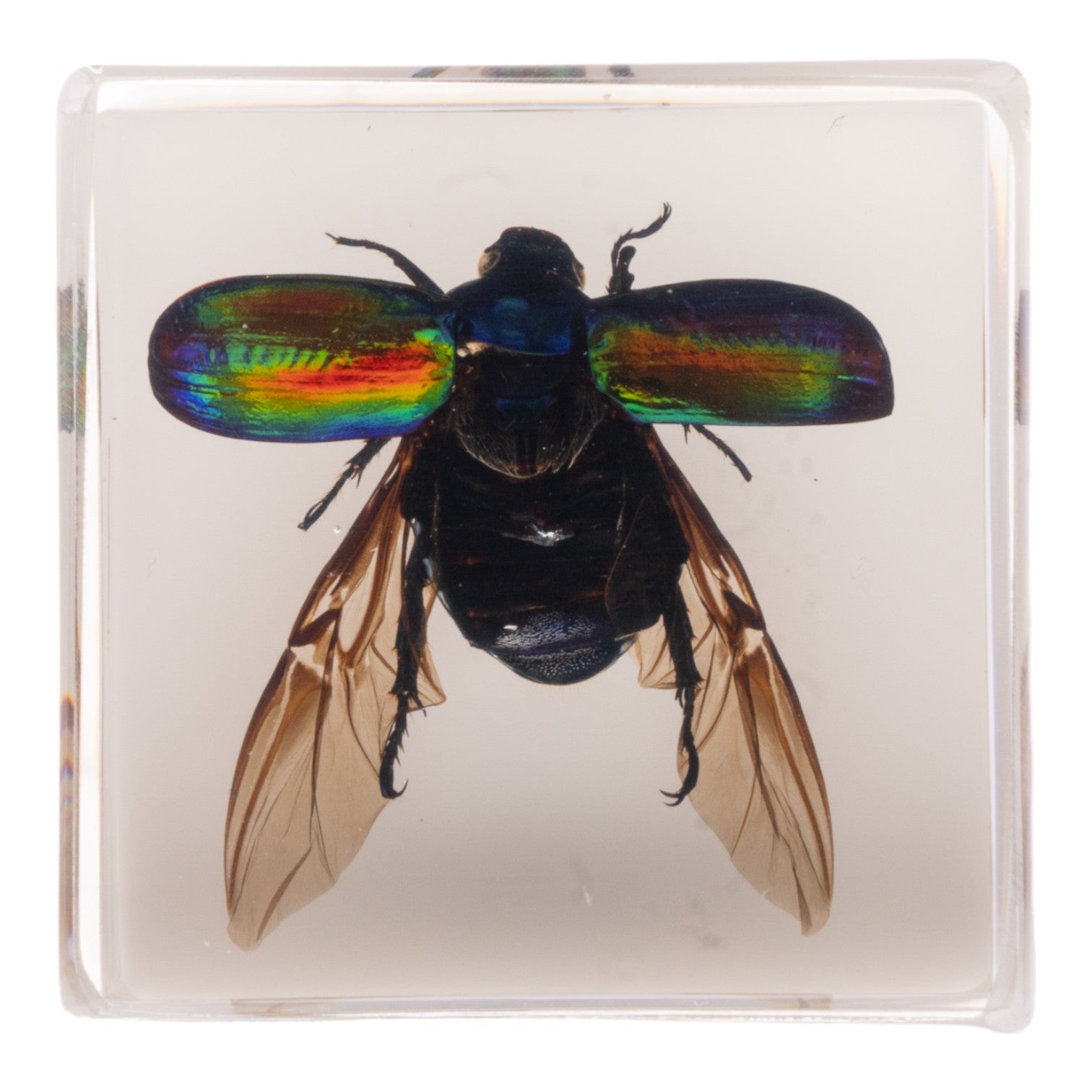 Real Green Rose Chafer Beetle Specimen in Clear Acrylic Cube Display with Strong Magnet - Perfect for Science Classrooms, Nature Collections & Unique Home Decor