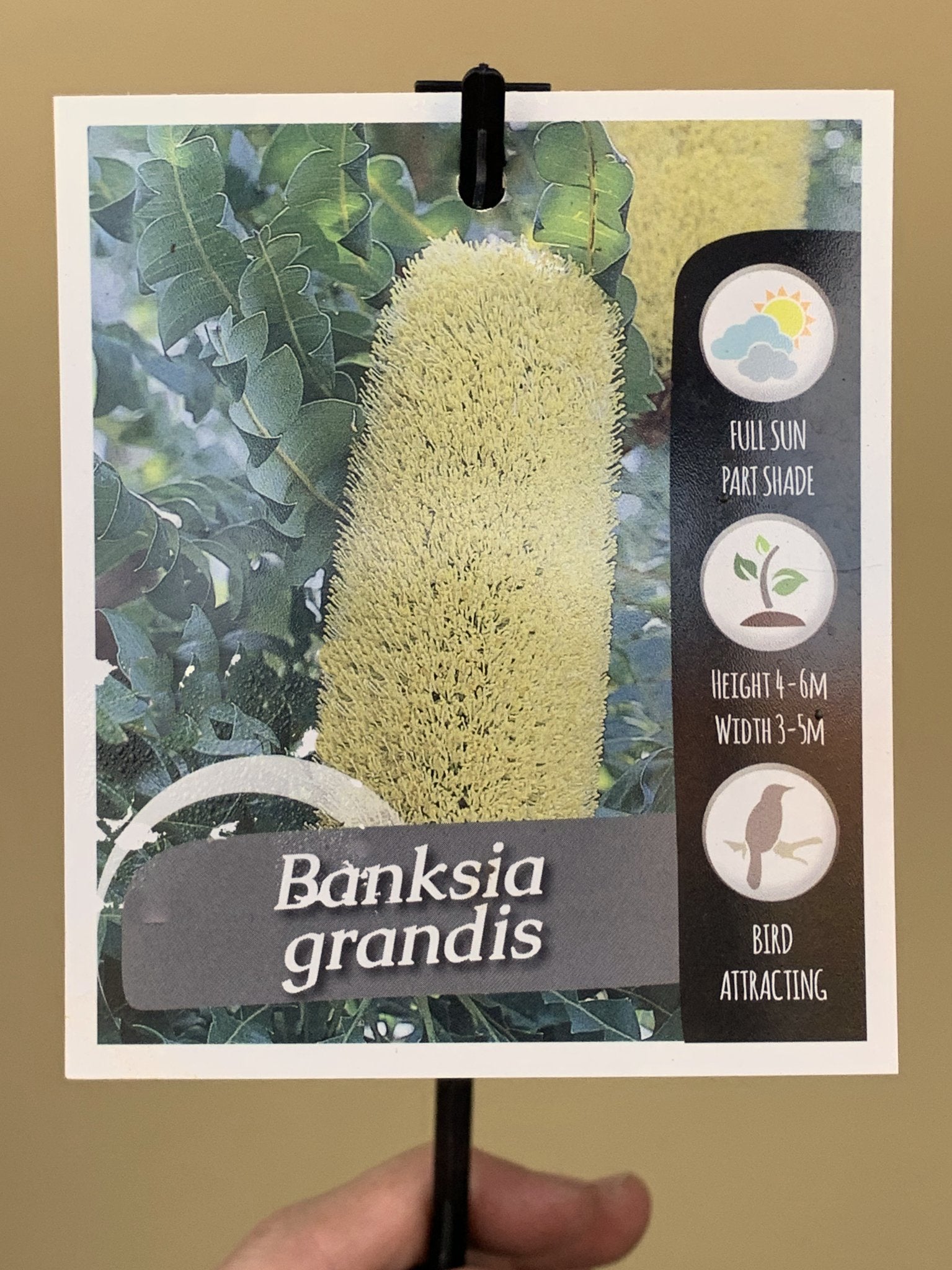 Banksia Grandis - Large Australian Native Flower for Home Decor, Wedding Bouquets & Floral Arrangements