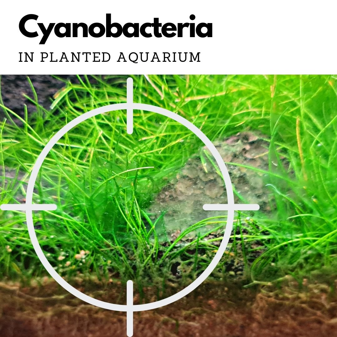 BOYD Chemiclean – Fast-Acting Cyanobacteria & Algae Remover for Freshwater & Saltwater Aquariums – Perfect for Reef Tanks, Fish Tanks, and Aquatic Plant Maintenance