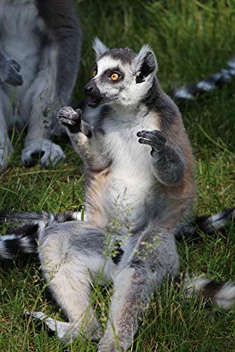 20x30 Inch Laminated Lemur Poster - Vibrant Ring-Tailed Lemur from Madagascar, High-Quality Primate Wall Art for Home & Office Decor - Perfect for Living Rooms, Bedrooms, Classrooms & Gifts