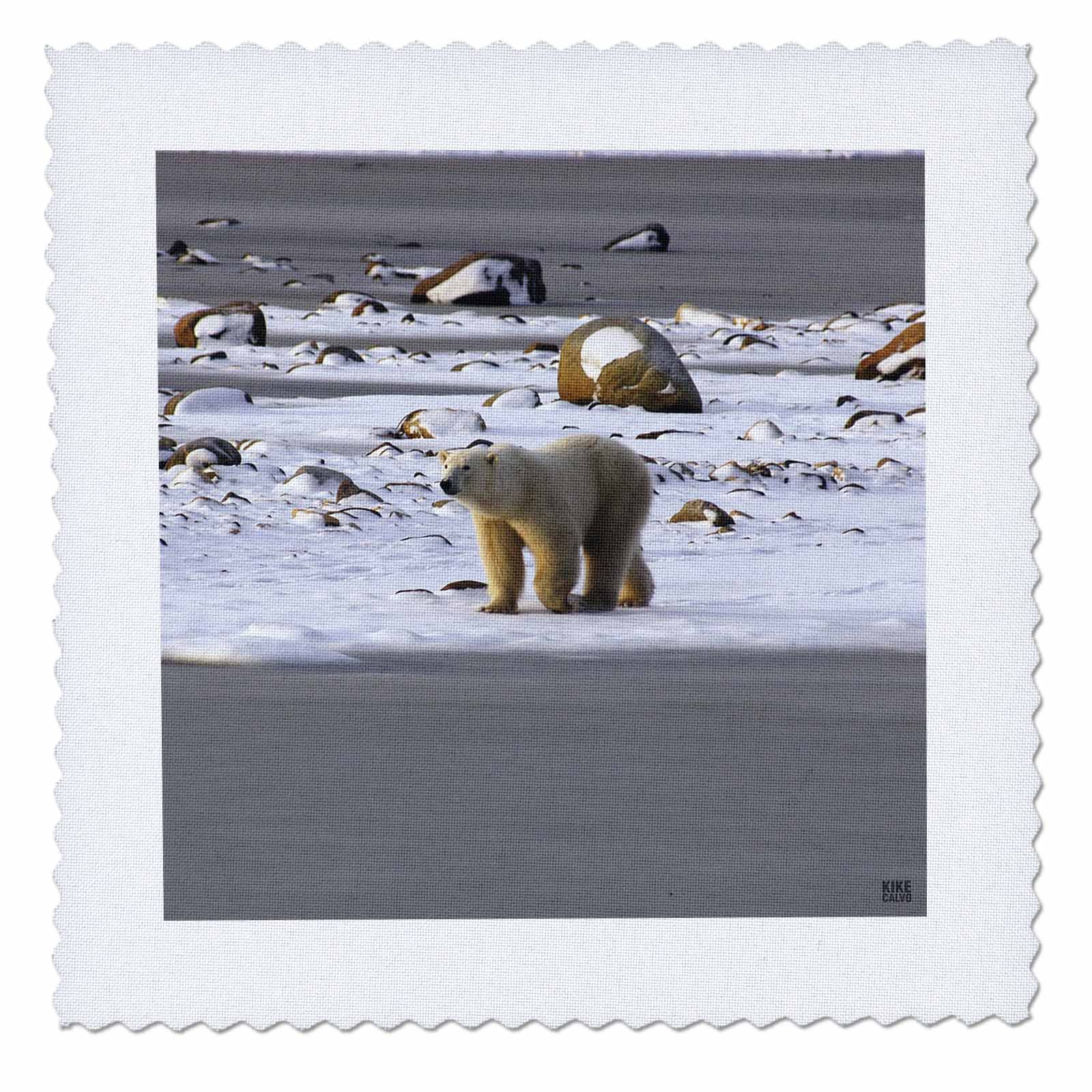 3D Rose qs_10718_1 Polar Bears Quilt Square - 10x10 Inch Quilting Fabric Panel for DIY Crafts, Home Decor, and Scrapbooking Projects