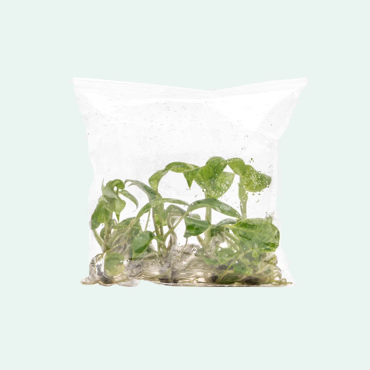Philodendron Paraiso Verde - Rare Tropical Houseplant for Indoor Decor | Perfect for Home, Office & Garden