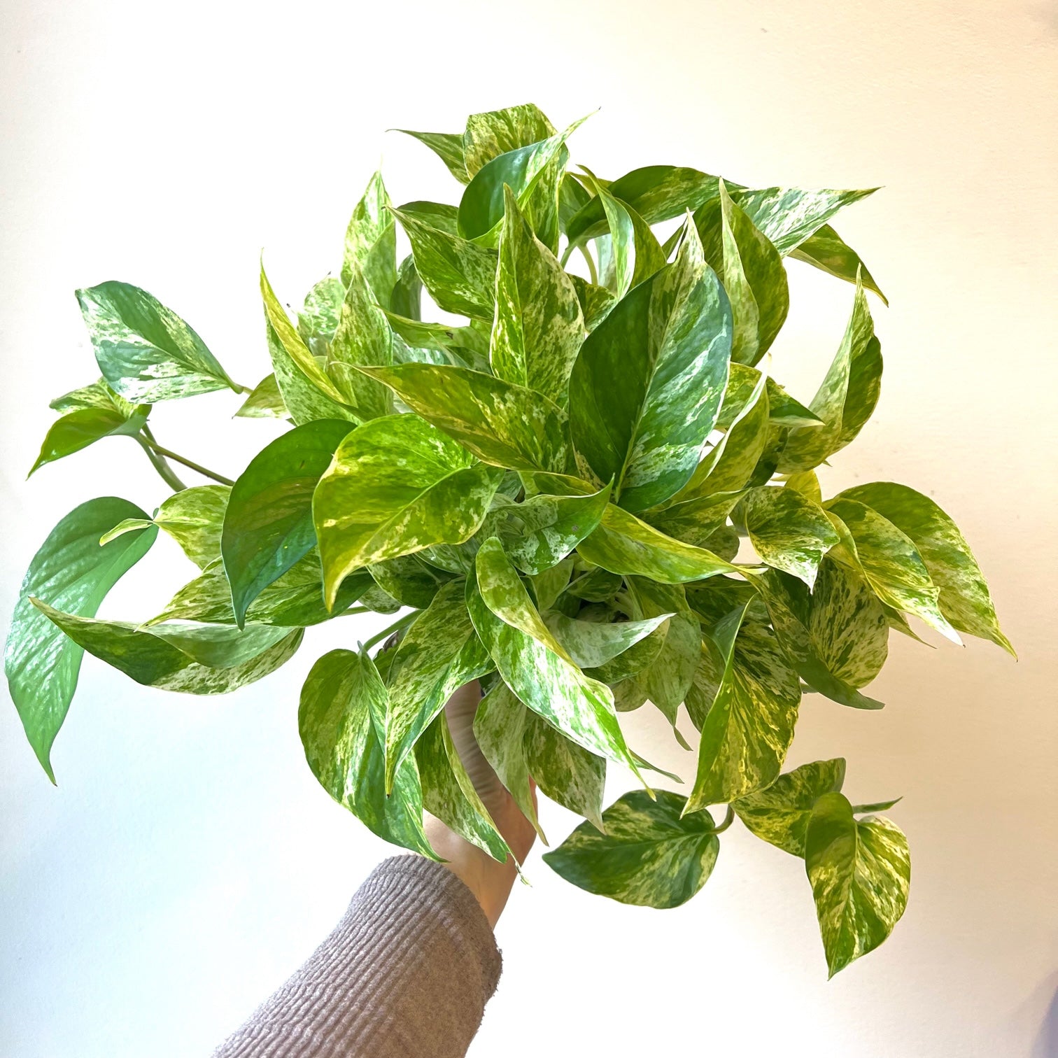 Pothos White Marble Queen - Live House Plant for Home & Office Decor | Easy Care Indoor Plant for Shelves, Desks, and Hanging Baskets