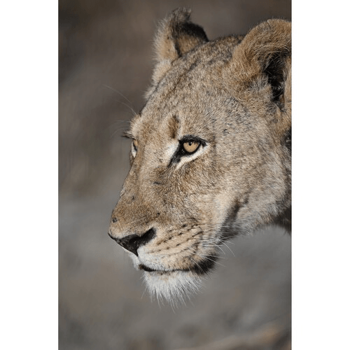 Nikon NIKKOR Z 100-400mm f/4.5-5.6 VR S Telephoto Zoom Lens for Mirrorless Cameras - Professional Wildlife, Sports & Landscape Photography