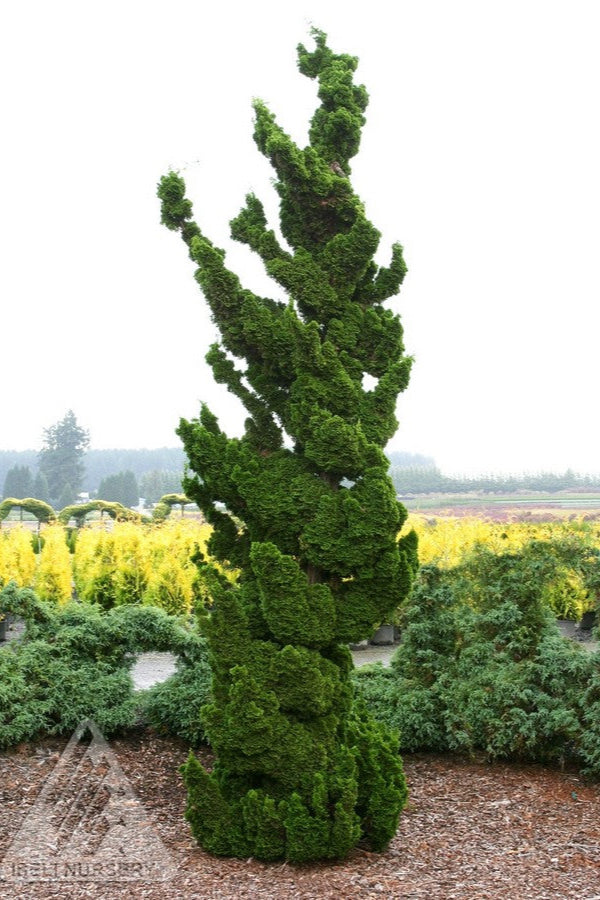 Chamaecyparis obtusa 'Spiralis' Spiral Hinoki Cypress Tree - Perfect for Landscaping, Privacy Hedges & Zen Gardens