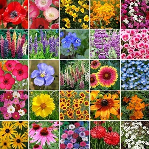 Organic Non-GMO Bulk Pacific Northwest Wildflower Seed Mix - 25 Native Species (10 Lbs) for Pollinator Gardens, Landscaping & Meadow Restoration